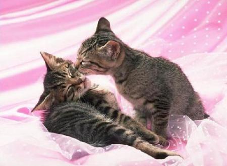 C BO L'AMOUR